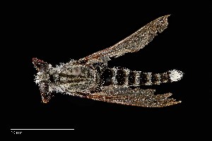  (Promachus nigrialbus - UAIC1138468)  @11 [ ] by (2021) Wendy Moore University of Arizona Insect Collection