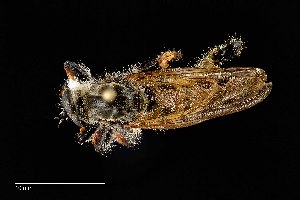  (Promachus sackeni - UAIC1138470)  @11 [ ] by (2021) Wendy Moore University of Arizona Insect Collection