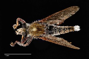  (Promachus truquii - UAIC1138472)  @11 [ ] by (2021) Wendy Moore University of Arizona Insect Collection