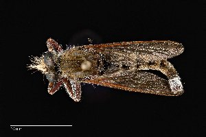  (Promachus truquii - UAIC1138473)  @11 [ ] by (2021) Wendy Moore University of Arizona Insect Collection