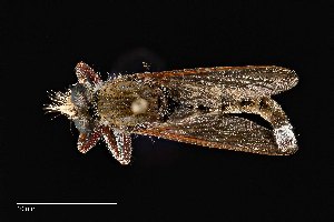  ( - UAIC1138473)  @11 [ ] by (2021) Wendy Moore University of Arizona Insect Collection