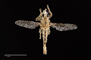  ( - UAIC1138483)  @11 [ ] by (2021) Wendy Moore University of Arizona Insect Collection
