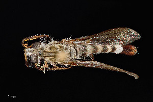  (Efferia vertebrata - UAIC1138491)  @11 [ ] by (2021) Wendy Moore University of Arizona Insect Collection