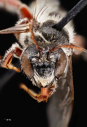  ( - UAIC1138603)  @11 [ ] by (2021) Wendy Moore University of Arizona Insect Collection