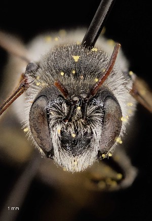  ( - UAIC1138604)  @11 [ ] by (2021) Wendy Moore University of Arizona Insect Collection