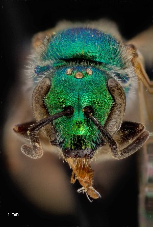  ( - UAIC1138617)  @11 [ ] by (2021) Wendy Moore University of Arizona Insect Collection