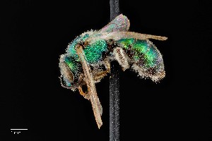  ( - UAIC1138617)  @11 [ ] by (2021) Wendy Moore University of Arizona Insect Collection