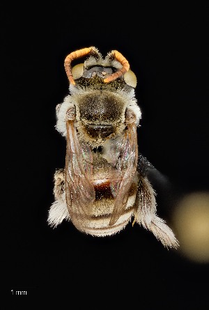  (Anthophorula cornigera - UAIC1138625)  @11 [ ] by (2021) Wendy Moore University of Arizona Insect Collection