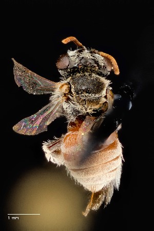  (Anthophorula rufiventris - UAIC1138629)  @11 [ ] by (2021) Wendy Moore University of Arizona Insect Collection