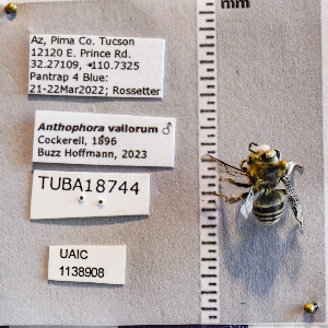  (Anthophora vallorum - UAIC1138908)  @11 [ ] CC BY (2025) Arizona-Sonora Desert Museum Arizona-Sonora Desert Museum