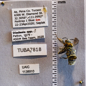  ( - UAIC1138910)  @11 [ ] CC BY (2025) Arizona-Sonora Desert Museum Arizona-Sonora Desert Museum