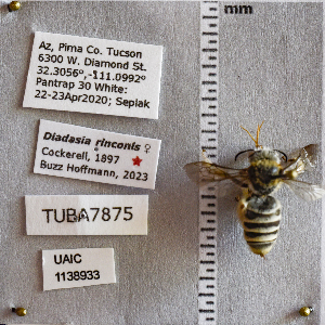  ( - UAIC1138933)  @11 [ ] CC BY (2025) Arizona-Sonora Desert Museum Arizona-Sonora Desert Museum