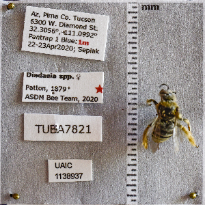  ( - UAIC1138937)  @11 [ ] CC BY (2025) Arizona-Sonora Desert Museum Arizona-Sonora Desert Museum