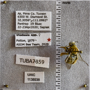  ( - UAIC1138938)  @11 [ ] CC BY (2025) Arizona-Sonora Desert Museum Arizona-Sonora Desert Museum