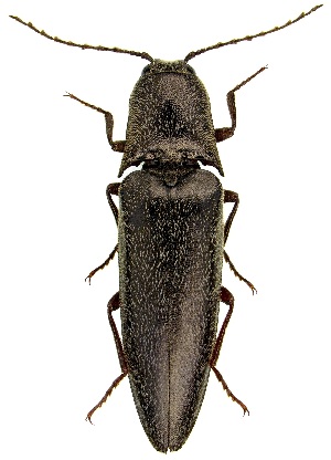  (Orthostethus pectinicornis - UAIC1139000)  @11 [ ] Copyright  Salvador Vitanza Unspecified