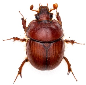  (Bolborhombus sallei - UAIC1139020)  @11 [ ] Copyright  Salvador Vitanza Unspecified