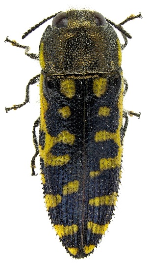  ( - UAIC1139065)  @11 [ ] Copyright  Salvador Vitanza Unspecified