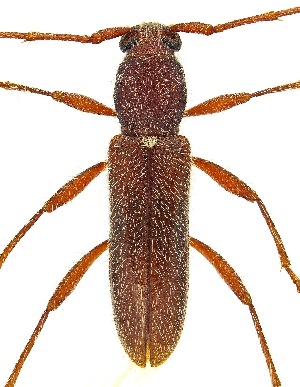  (Anopliomorpha rinconia - UAIC1139089)  @11 [ ] Copyright  Salvador Vitanza Unspecified