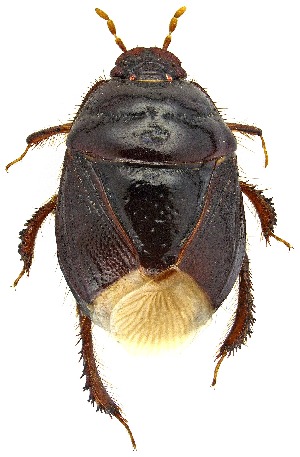  ( - UAIC1139131)  @11 [ ] Copyright  Salvador Vitanza Unspecified