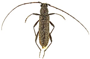  ( - UAIC1139135)  @11 [ ] Copyright  Salvador Vitanza Unspecified