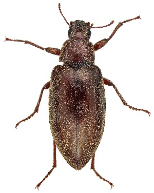  ( - UAIC1139138)  @11 [ ] Copyright  Salvador Vitanza Unspecified