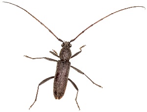  ( - UAIC1139162)  @11 [ ] Copyright  Salvador Vitanza Unspecified