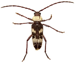  ( - UAIC1139181)  @11 [ ] Copyright  Salvador Vitanza Unspecified