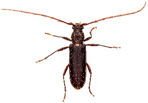  ( - UAIC1139184)  @11 [ ] Copyright  Salvador Vitanza Unspecified