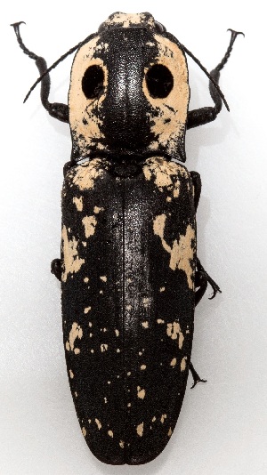  ( - UAIC1139201)  @11 [ ] Copyright  Salvador Vitanza Unspecified