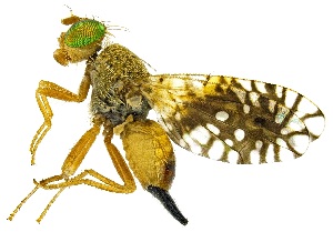  ( - UAIC1139206)  @11 [ ] Copyright  Salvador Vitanza Unspecified