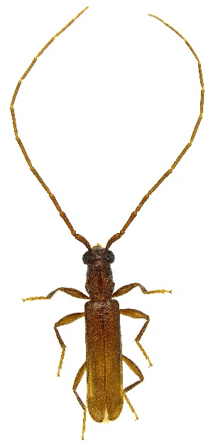  ( - UAIC1139213)  @11 [ ] Copyright  Salvador Vitanza Unspecified