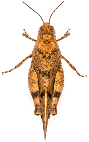  (Lactista aztecus - UAIC1139222)  @11 [ ] Copyright  Salvador Vitanza Unspecified