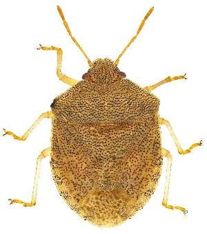  ( - UAIC1139239)  @11 [ ] Copyright  Salvador Vitanza Unspecified