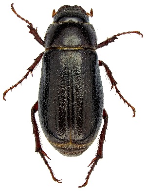  ( - UAIC1139257)  @11 [ ] Copyright  Salvador Vitanza Unspecified