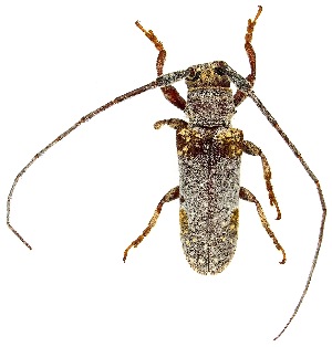  ( - UAIC1139269)  @11 [ ] Copyright  Salvador Vitanza Unspecified