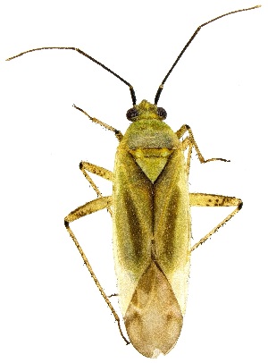  (Plagiognathus longipennis - UAIC1139276)  @11 [ ] Copyright  Salvador Vitanza Unspecified