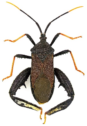  ( - UAIC1139299)  @11 [ ] Copyright  Salvador Vitanza Unspecified