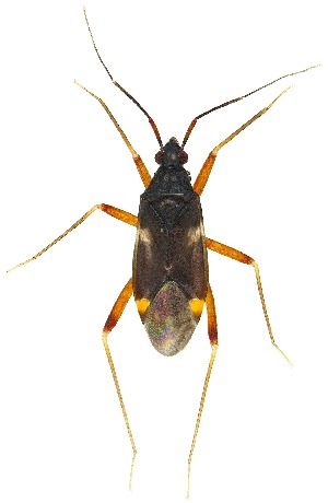  (Fulvius atratus - UAIC1139334)  @11 [ ] Copyright  Salvador Vitanza Unspecified