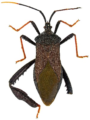  ( - UAIC1139348)  @11 [ ] Copyright  Salvador Vitanza Unspecified