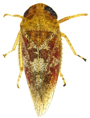  ( - UAIC1139355)  @11 [ ] Copyright  Salvador Vitanza Unspecified