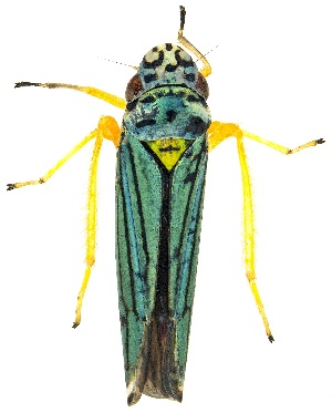  ( - UAIC1139374)  @11 [ ] Copyright  Salvador Vitanza Unspecified