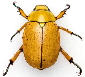  ( - UAIC1139381)  @11 [ ] Copyright  Salvador Vitanza Unspecified