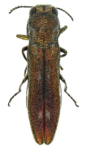  ( - UAIC1139387)  @11 [ ] Copyright  Salvador Vitanza Unspecified