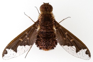  (Hemipenthes jaennickeana - UAIC1139399)  @11 [ ] Copyright  Salvador Vitanza Unspecified