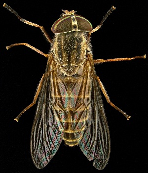  (Tabanus tetropsis - UAIC1139441)  @11 [ ] Copyright  Salvador Vitanza Unspecified