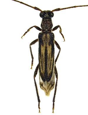  ( - UAIC1139453)  @11 [ ] Copyright  Salvador Vitanza Unspecified