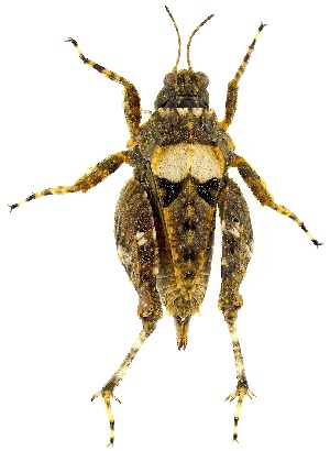  ( - UAIC1139493)  @11 [ ] Copyright  Salvador Vitanza Unspecified