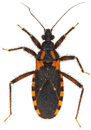  ( - UAIC1139580)  @11 [ ] Copyright  Salvador Vitanza Unspecified