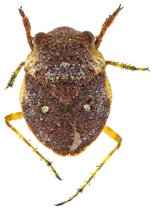  (Gelastocoris rotundatus - UAIC1139591)  @11 [ ] Copyright  Salvador Vitanza Unspecified