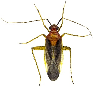  ( - UAIC1139605)  @11 [ ] Copyright  Salvador Vitanza Unspecified